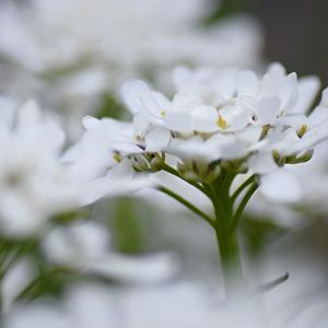 Close-up of white flowers