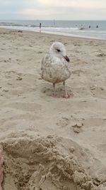 Seagull perching on a beach