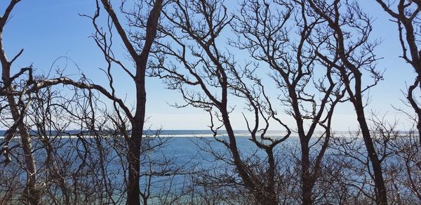 Low angle view of bare trees against sky