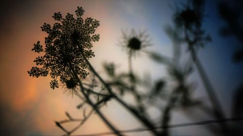 Close-up of silhouette tree against sky at sunset