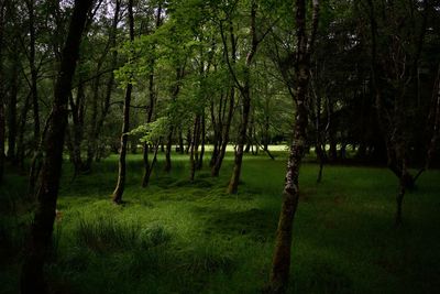 Trees in forest