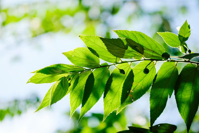 Low angle view of green leaves