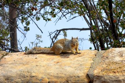 Squirrel sitting on tree