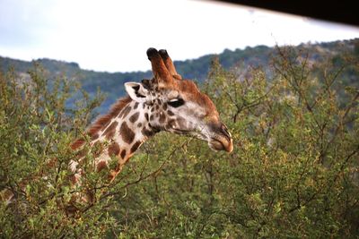Close-up of giraffe on tree