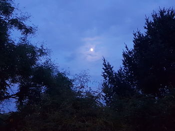 Low angle view of trees against sky at night