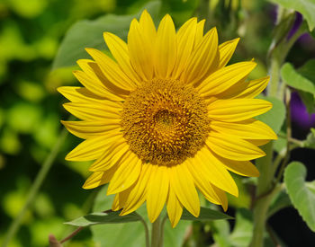 Close-up of yellow sunflower