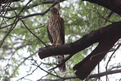 Low angle view of eagle perching on tree