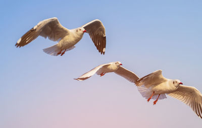 Low angle view of seagulls flying