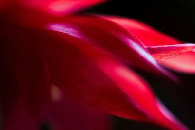 Close-up of pink flower