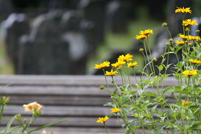 Close-up of yellow flowering plant