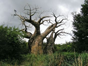 Trees on field against cloudy sky