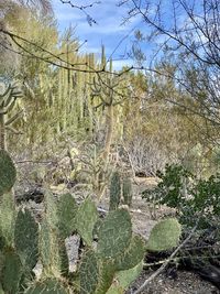 Plants growing on land against sky in forest