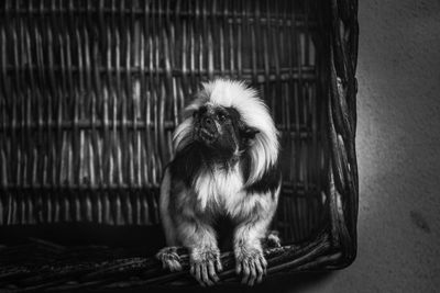 Monkey sitting in cage