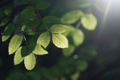 Green tree leaves and sunlight in the nature