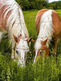 View of horse grazing on field