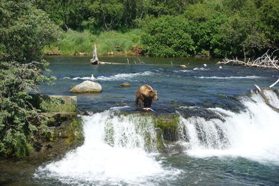 Scenic view of waterfall in forest