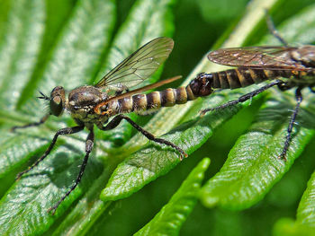 High angle view of dragonfly mating on leaf