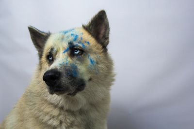 Close-up of husky dog with powder paint against gray background