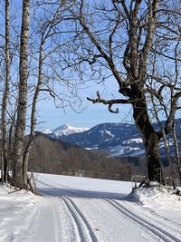 Bare trees on snowcapped mountain against sky