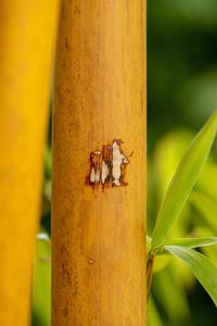 Close-up of bee on leaf