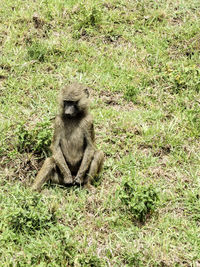 Monkey sitting on field