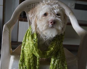 Portrait of dog in park