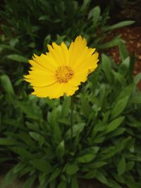 Close-up of yellow flower blooming outdoors