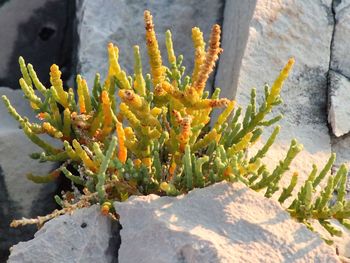 Close-up of cactus plant