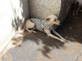 High angle view of dog resting at home