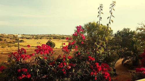 Scenic view of pink flowering plants against sky