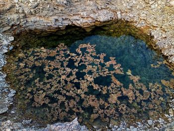 High angle view of moss on rock