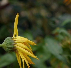 Close-up of yellow flower blooming outdoors