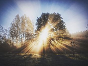 Sun shining through trees