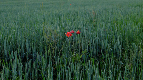 Red poppy flowers growing in field