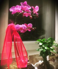 Close-up of pink flowers in vase at home