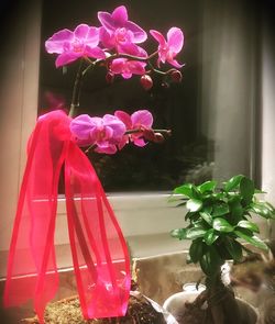 Close-up of pink flowers in vase at home