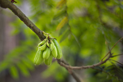 Averroes bilimbi linn/bilimbi/cucumber tree.