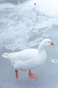 High angel view of goose on frozen lake