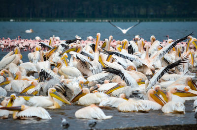 Flock of birds in lake