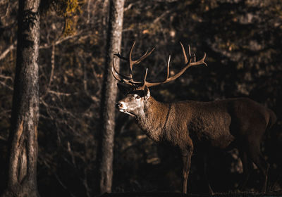 View of deer in the forest