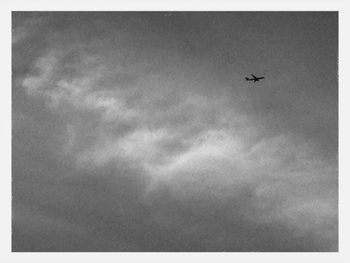 Low angle view of bird flying in sky