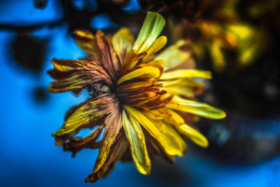 Close-up of yellow flowering plant