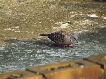 Close-up of bird on beach