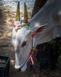 Close-up of a horse