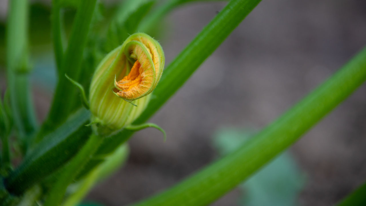 CLOSE-UP OF GREEN LEAF