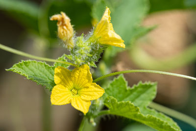 Close up of a melon flower in bloom