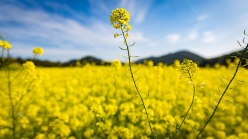 Scenic view of oilseed rape field against sky