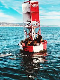 Seals on buoy in sea