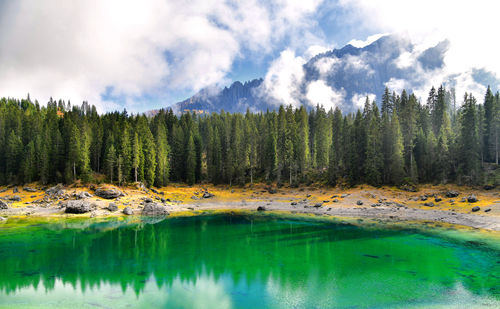 Panoramic view of pine trees by lake against sky