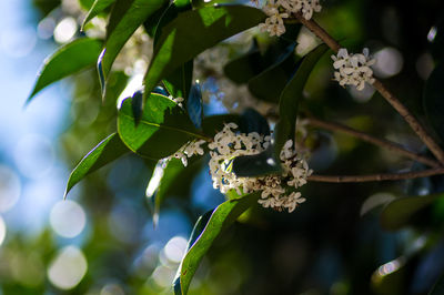 Close-up of insect on plant